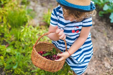 Bir çocuk bahçede kiraz topluyor. Seçici odaklanma. Doğa.