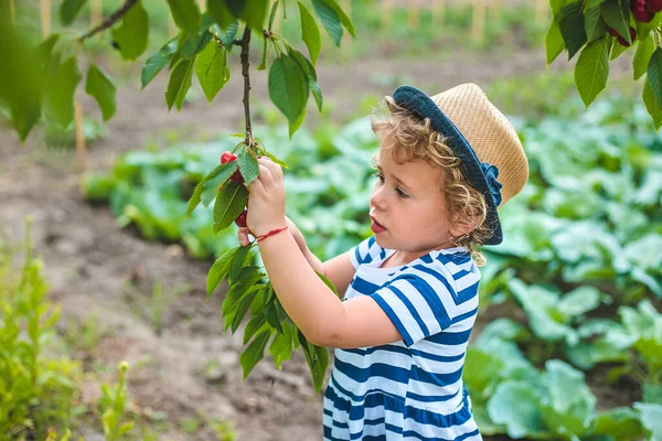 小孩在花园里摘樱桃 有选择的重点 — 图库照片