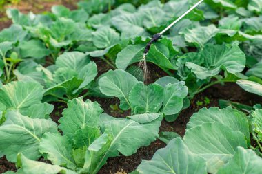 Bahçeye lahana sıkıyorum. Seçici odaklanma. Doğa.