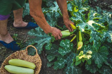 Bir kadın çiftçi elinde kabak hasadı tutuyor. Seçici odaklanma. Yiyecek..