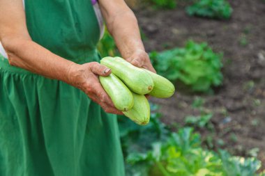Bir kadın çiftçi elinde kabak hasadı tutuyor. Seçici odaklanma. Yiyecek..