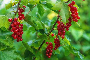 Bahçede kırmızı frenk üzümü yetişiyor. Seçici odaklanma. Doğa.
