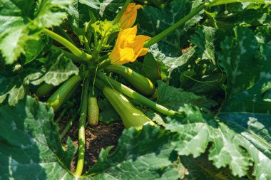 Bahçede kabak hasadı yetişiyor. Seçici odaklanma. Yiyecek..