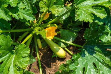 Bahçede kabak hasadı yetişiyor. Seçici odaklanma. Yiyecek..
