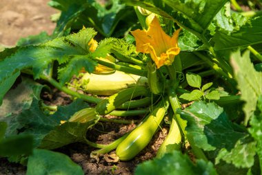 Bahçede kabak hasadı yetişiyor. Seçici odaklanma. Yiyecek..