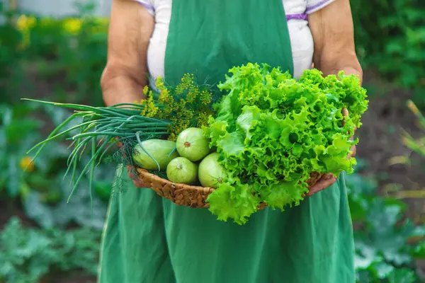 Bir Kadın Çiftçi Elinde Sebze Hasadı Tutuyor Seçici Odaklanma Yiyecek — Stok fotoğraf