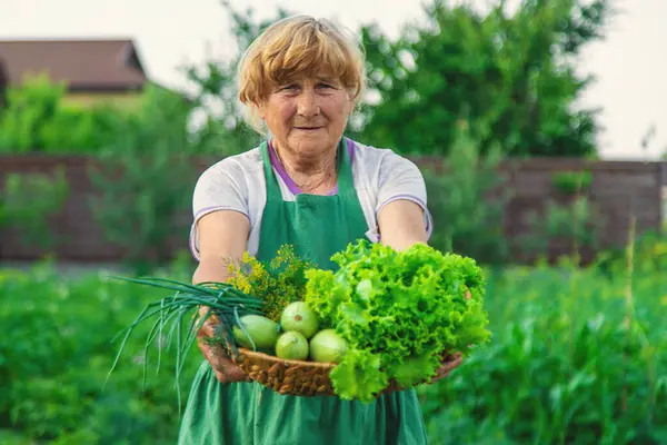 Bir Kadın Çiftçi Elinde Sebze Hasadı Tutuyor Seçici Odaklanma Yiyecek — Stok fotoğraf