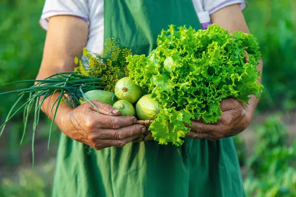 Uma Agricultora Tem Uma Colheita Vegetais Nas Mãos Foco Seletivo — Fotografia de Stock