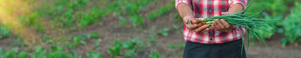 農夫が手元に緑色の玉ねぎを抱えている 選択的な焦点 ネイチャー — ストック写真
