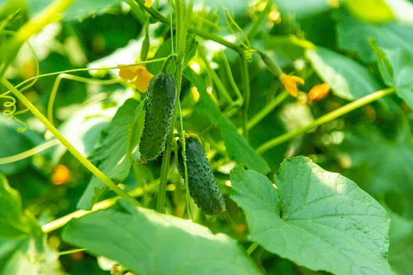 Cucumbers Growing Garden Selective Focus Food — Stock Photo, Image