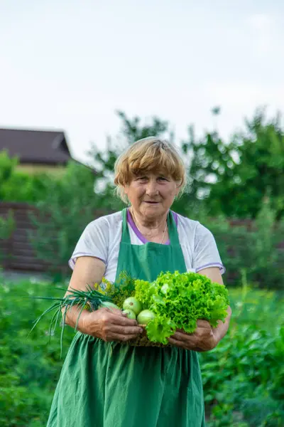 Bir kadın çiftçi elinde sebze hasadı tutuyor. Seçici odaklanma. Yiyecek..