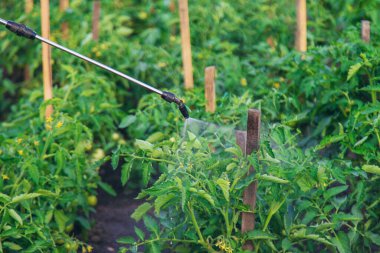 Bahçeye domates sıkıyorum. Seçici odaklanma. Doğa.