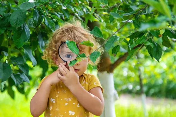 A child studies nature with a magnifying glass. Selective focus. Nature.
