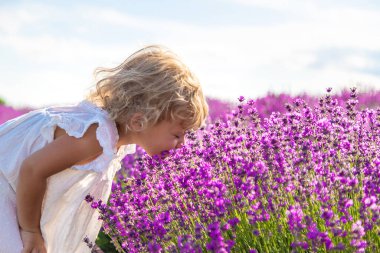 Lavanta tarlasında bir çocuk. Seçici odaklanma. Doğa.