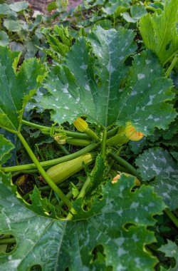 Bahçede kabak hasadı. Seçici odaklanma. Yiyecek..