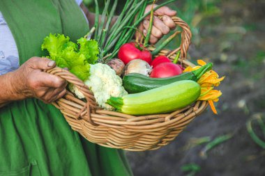Yaşlı bir kadın bahçede sebze topluyor. Seçici odaklanma. Yiyecek..