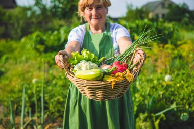 Yaşlı bir kadın bahçede sebze topluyor. Seçici odaklanma. Yiyecek..