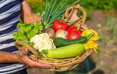 Erkek bir çiftçi bahçede sebze topluyor. Seçici odaklanma. Yiyecek..