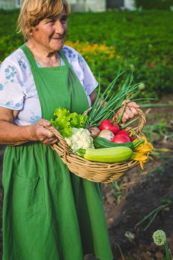 Yaşlı bir kadın bahçede sebze topluyor. Seçici odaklanma. Yiyecek..