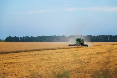 Tarladaki buğday hasadını birleştiriyorlar. Seçici odaklanma. Doğa.