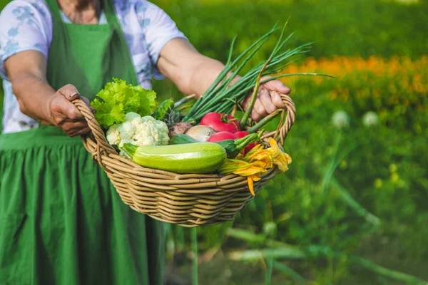 Old Woman Harvests Vegetables Garden Selective Focus Food — Stock Photo, Image