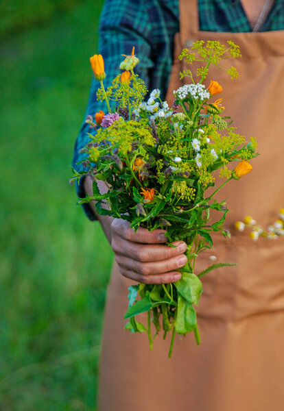 A man collects medicinal herbs in a field. Selective focus. Nature.