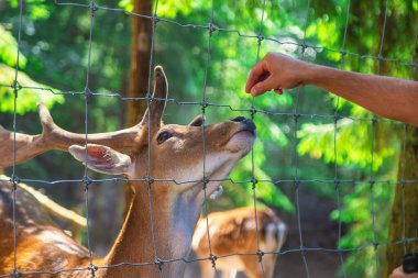 Bir çocuk çiftlikte bir geyiği besler. Seçici odaklanma. Çocuk.