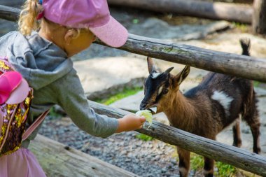 Bir çocuk çiftlikte bir keçiyi besler. Seçici odaklanma. Çocuk.