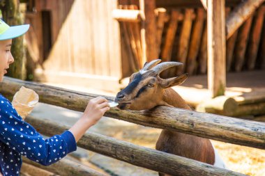 Bir çocuk çiftlikte bir keçiyi besler. Seçici odaklanma. Çocuk.