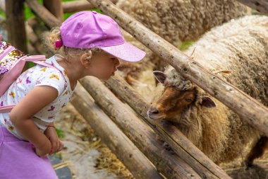 Bir çocuk çiftlikte bir koyunu besler. Seçici odaklanma. Çocuk.