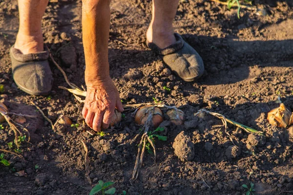 オニオンは祖母の手で庭で収穫する 選択的な焦点 — ストック写真