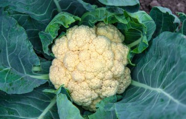 Bahçede büyüyen karnabahar. Seçici odaklanma. Yiyecek..