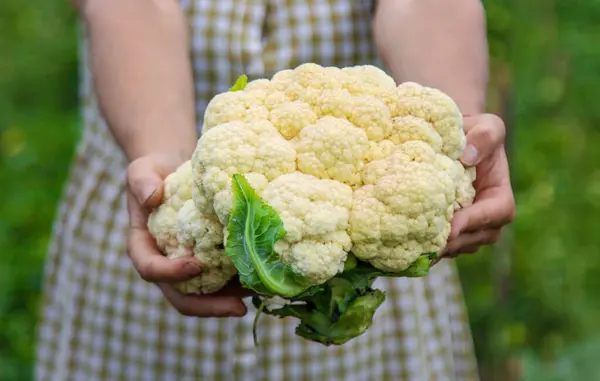 Cauliflower harvest in hands in the garden. Selective focus. Food.