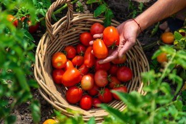 Bir çiftçi bahçede domates hasat eder. Seçici odaklanma. Yiyecek..