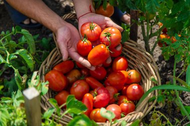 Bir çiftçi bahçede domates hasat eder. Seçici odaklanma. Yiyecek..