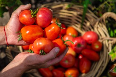 Bir çiftçi bahçede domates hasat eder. Seçici odaklanma. Yiyecek..