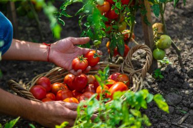 Bir çiftçi bahçede domates hasat eder. Seçici odaklanma. Yiyecek..