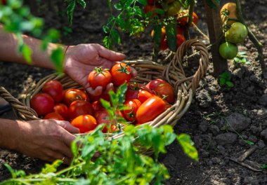 Bir çiftçi bahçede domates hasat eder. Seçici odaklanma. Yiyecek..