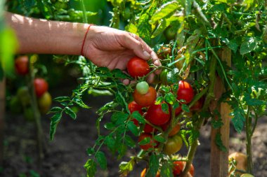 Bir çiftçi bahçede domates hasat eder. Seçici odaklanma. Yiyecek..