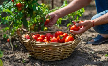 Bir çiftçi bahçede domates hasat eder. Seçici odaklanma. Yiyecek..