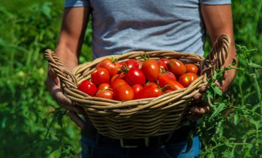 Bir çiftçi bahçede domates hasat eder. Seçici odaklanma. Yiyecek..