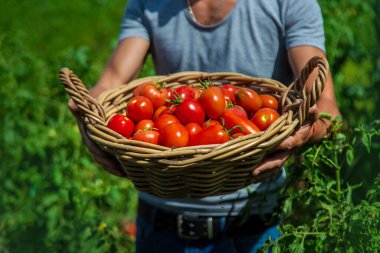 Bir çiftçi bahçede domates hasat eder. Seçici odaklanma. Yiyecek..