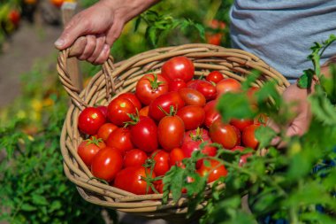 Bir çiftçi bahçede domates hasat eder. Seçici odaklanma. Yiyecek..
