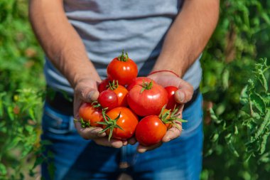 Bir çiftçi bahçede domates hasat eder. Seçici odaklanma. Yiyecek..