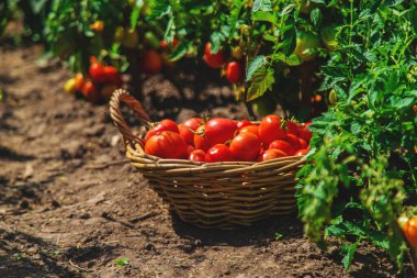 Bahçede domates hasadı. Seçici odaklanma. Yiyecek..