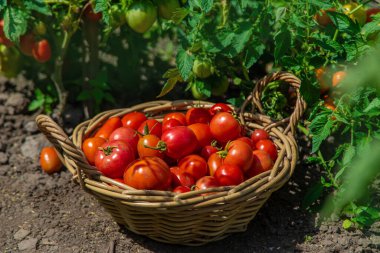 Bahçede domates hasadı. Seçici odaklanma. Yiyecek..
