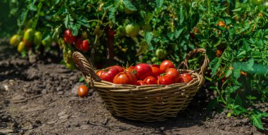 Bahçede domates hasadı. Seçici odaklanma. Yiyecek..