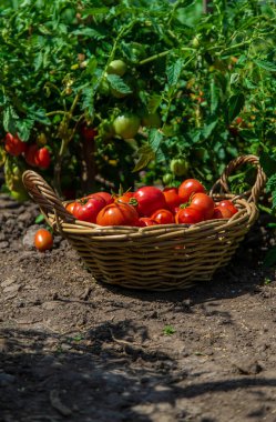 Bahçede domates hasadı. Seçici odaklanma. Yiyecek..