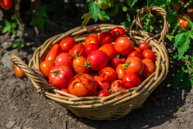 Bahçede domates hasadı. Seçici odaklanma. Yiyecek..