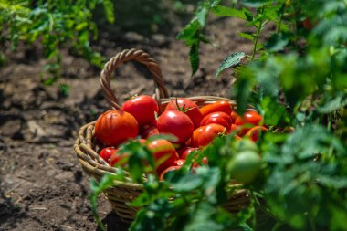 Bahçede domates hasadı. Seçici odaklanma. Yiyecek..